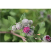 Burdock