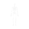 Skeleton