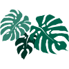 Monstera
