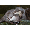 Asian small-clawed otter Zwergotter