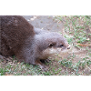Asian small-clawed otter dwarf god