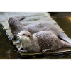 Asian small-clawed otter Zwergotter
