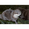 Asian small-clawed otter Zwergotter