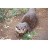 Asian small-clawed otter Zwergotter