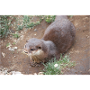 Asian small-clawed otter Zwergotter