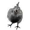 Angry Berta