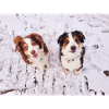 Australian Shepherd