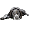 Pointer German Shorthair