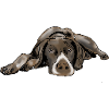 Pointer German Shorthair