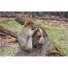 Barbary macaques (Berberaffe) Macaca sylvanus