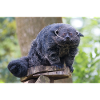 Binturong also bearcat Marderbär Arctictis