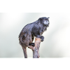 black-mantled tamarin Schwarzrückentamarin