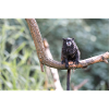black-mantled tamarin Schwarzrückentamarin