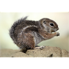 Chipmunk (in german kanadisches Streifenhörnchen)