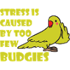 Budgerigar