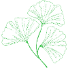 Ginkgo Neon