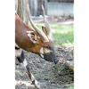 Östlicher Bongo Tragelaphus euryce