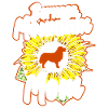 Bernese Mountain Dog Mother
