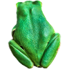 I am a frog, Madame