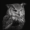 Black and White Owl Drawing