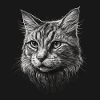 Cat Drawing