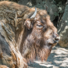 American bison Europäischer Wisent