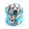 labrador Iceblue