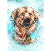 Labrador