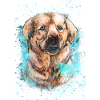 Labrador Hund.