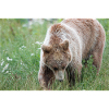 Braunbär Ursus arctos