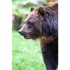 Braunbär Ursus arctos