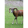 European mouflon Europäischer Mufflon