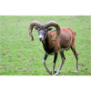 European mouflon Europäischer Mufflon