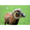 European mouflon Europäischer Mufflon