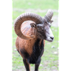 European mouflon Europäischer Mufflon