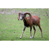 European mouflon Europäischer Mufflon