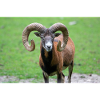 European mouflon Europäischer Mufflon