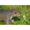 Grauhörnchen Sciurus carolinensis