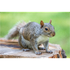Grauhörnchen Sciurus carolinensis