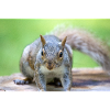 Grauhörnchen Sciurus carolinensis