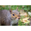 Grauhörnchen Sciurus