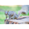 Grauhörnchen Sciurus carolinensis