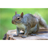 Grauhörnchen Sciurus carolinensis
