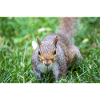 Grauhörnchen Sciurus carolinensis