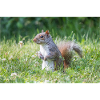 stehendes Grauhörnchen (Sciurus carolinensis) grey