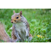 Grauhörnchen Sciurus carolinensis