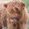 A Highland cattle in the Scottish Highlands