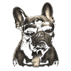 French bulldog with sunglasses