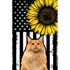 Chat orange