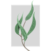 planter